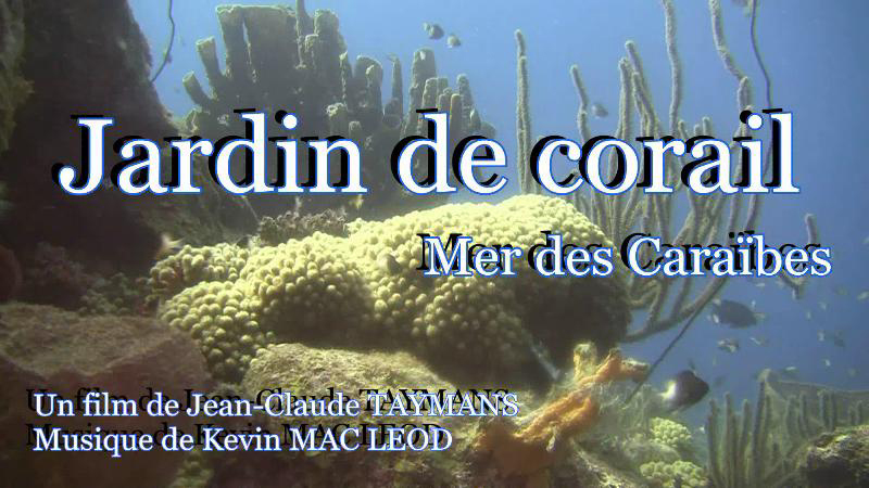 Jardin de corail - Mer des Cara�bes