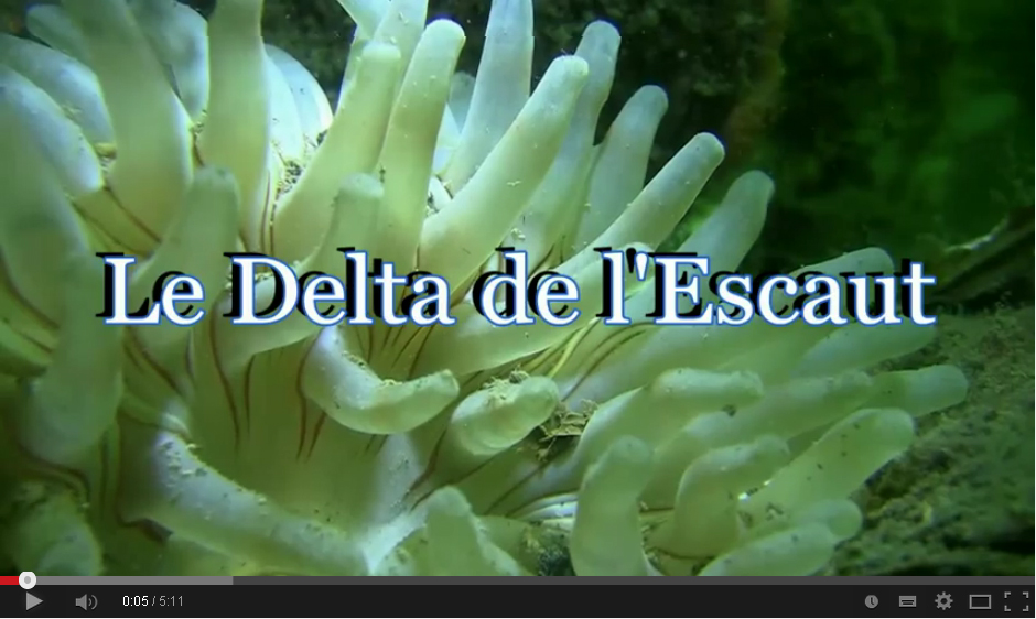 Le Delta de l'Escaut